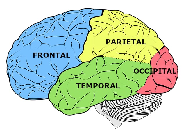 cerebro