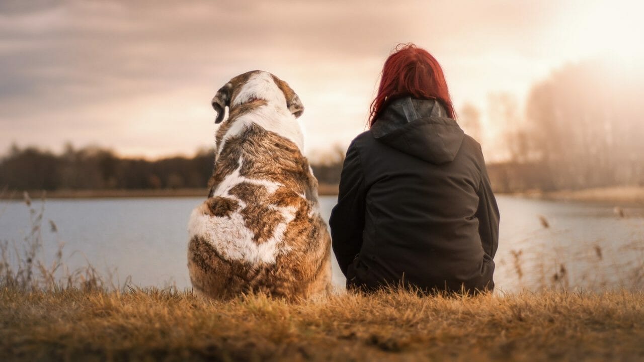 viajar en avion mascota e1626821104471 3