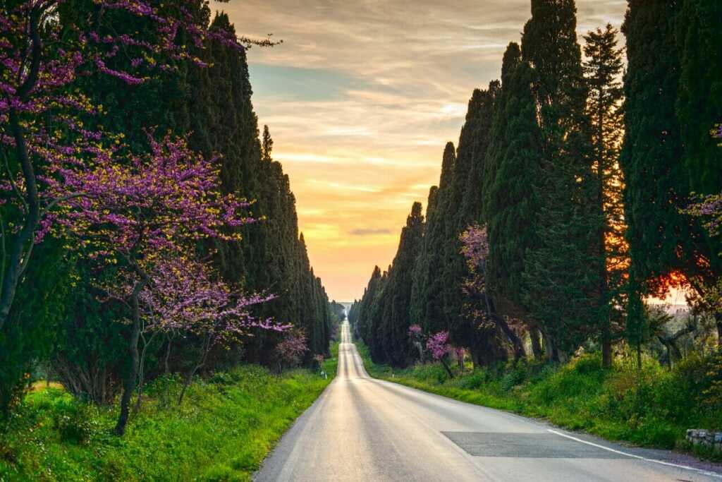 Bolgheri famous cypresses tree straight boulevard on sunset. Mar